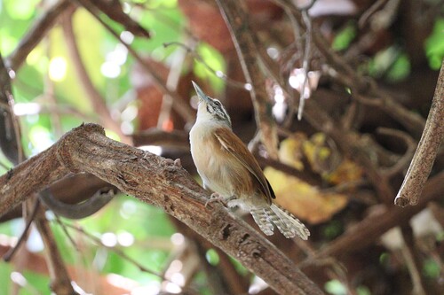 Moustached Wren (Pheugopedius genibarbis), photo 3