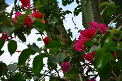 Zosterops abyssinicus