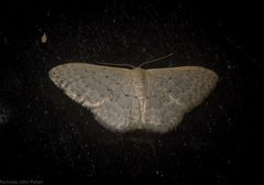 Idaea eretmopus