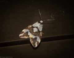 Thallarcha staurocola