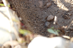 Symphyla