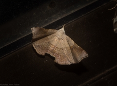 Esthlodora versicolor