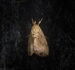 Crocidolomia suffusalis