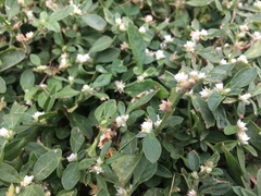 Alternanthera bettzickiana