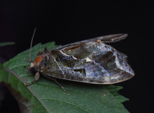 Common Fruit-piercing Moth