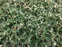 Alternanthera bettzickiana