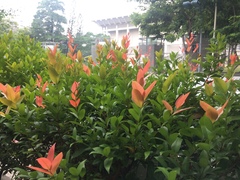 Magnoliopsida