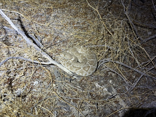 iNaturalist observation photo of Red Diamond Rattlesnake
