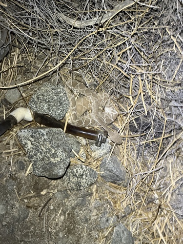 iNaturalist observation photo of Red Diamond Rattlesnake