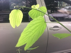 Bauhinia