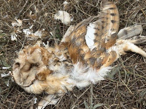View observation of {o.common_name} on iNaturalist