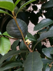 Osmanthus fragrans