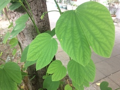Bauhinia