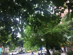 Bauhinia