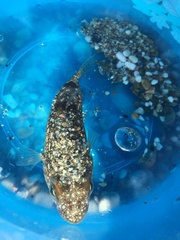 Torquigener flavimaculosus