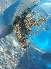 Torquigener flavimaculosus