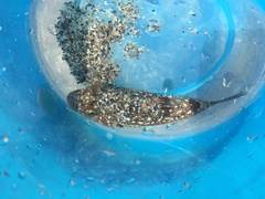 Torquigener flavimaculosus