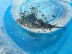 Torquigener flavimaculosus