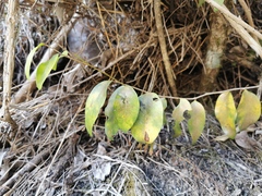 Securinega durissima