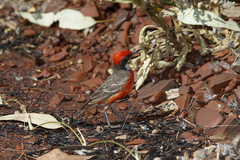 Epthianura tricolor
