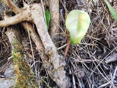 Securinega durissima