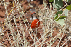 Epthianura tricolor