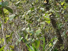 Securinega durissima