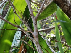 Securinega durissima