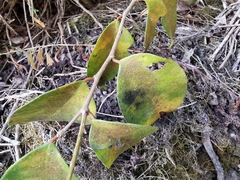 Securinega durissima