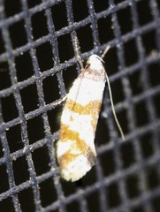 Isomoralla gephyrota