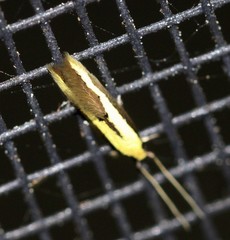 Opogona stenocraspeda