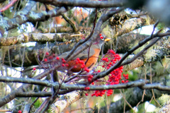 Turdus migratorius image