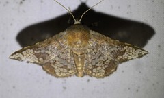 Canaea hyalospila