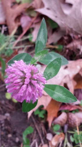 red clover (Trifolium pratense)