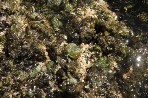 Image of Green Bubble Seaweed (Dictyosphaeria cavernosa) by (c) Eric Knight, some rights reserved (CC BY)