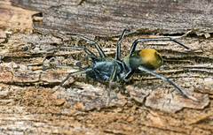 Nyssus luteofinis