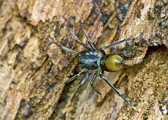 Nyssus luteofinis