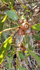 Eucalyptus cosmophylla