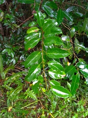 Urceola micrantha