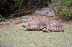 Stigmochelys pardalis