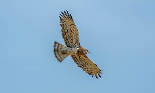 Short-toed Snake-Eagle