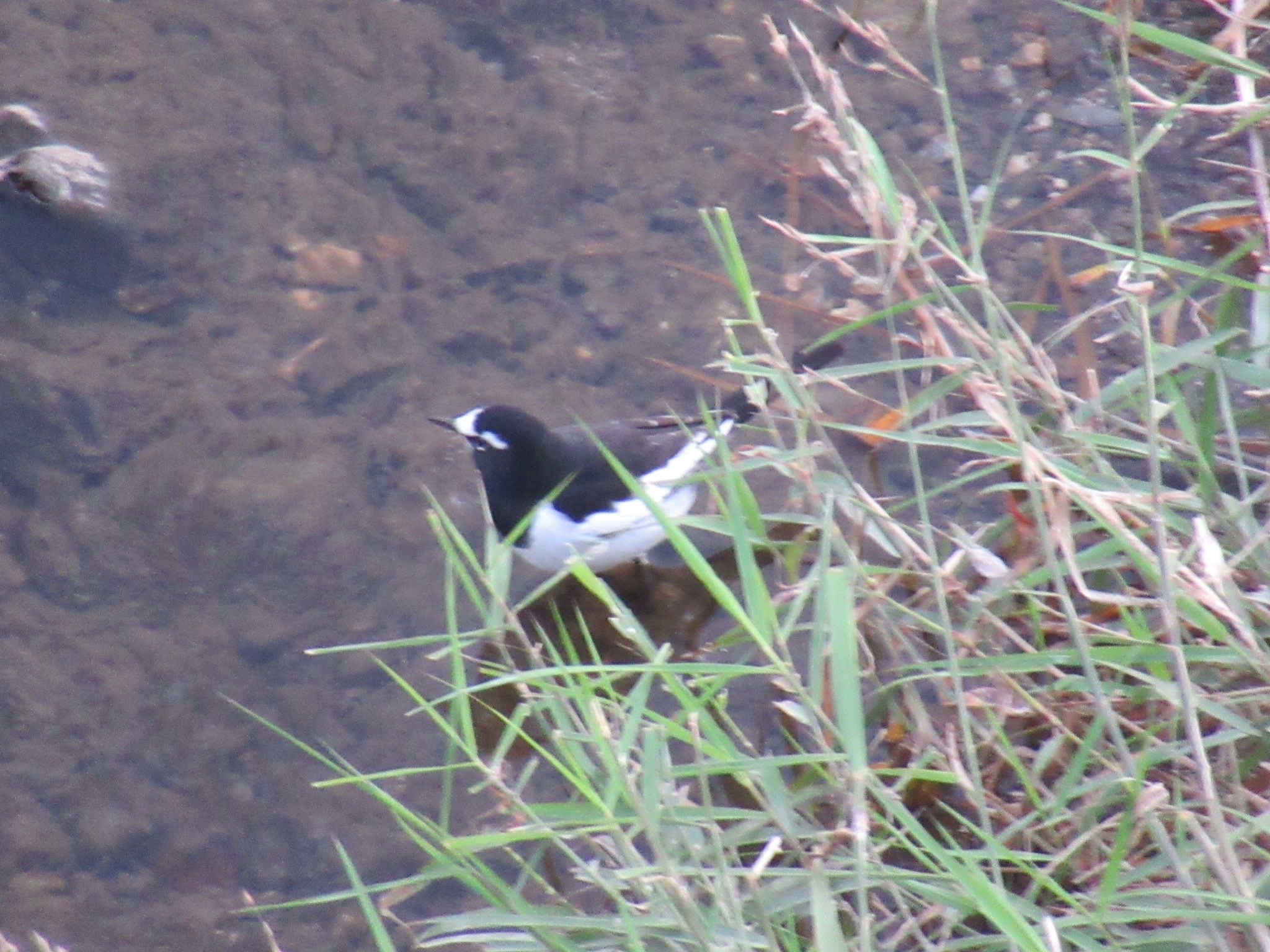Japanese Wagtail