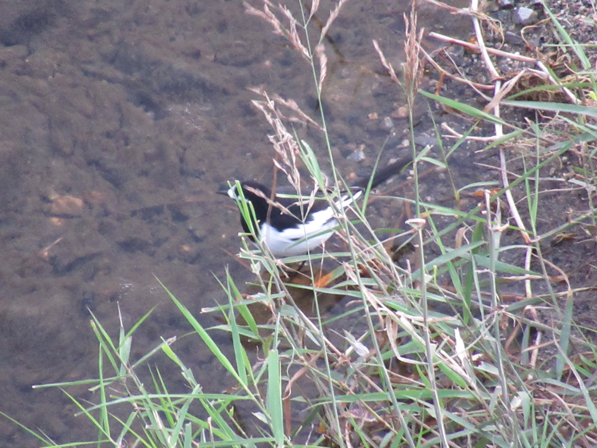 Japanese Wagtail