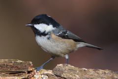 Coal Tit photo 4