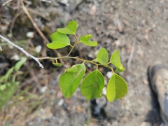 Securinega durissima