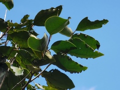 Securinega durissima