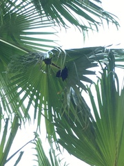 Cynopterus sphinx