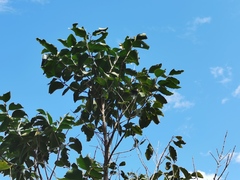 Securinega durissima