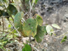 Securinega durissima