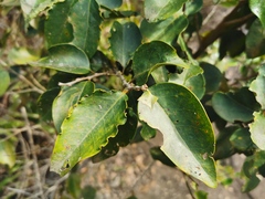 Securinega durissima